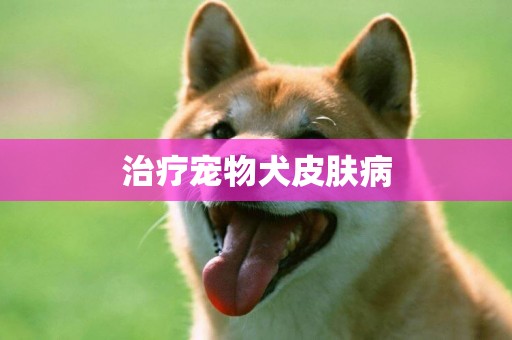 治疗宠物犬皮肤病